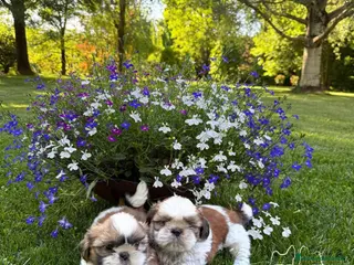 Shih Tzu cani Shihtzu con pedigree ENCI - Annuncio 1