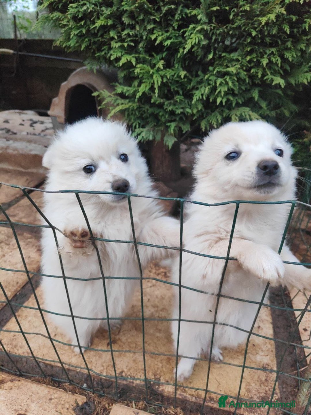 Volpino Italiano cani in vendita: volpino maschio nato 11 novembre 2025, volpini ita - Annuncio 6