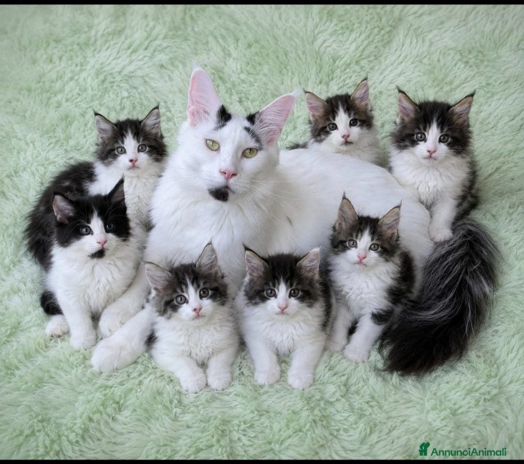 Maine Coon gatti Splendidi cuccioli arlecchini - Annuncio 1