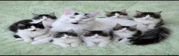 Maine Coon gatti in vendita: Splendidi cuccioli arlecchini - Annuncio 1