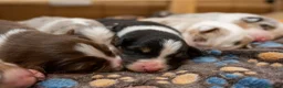 Australian Shepherd cani in vendita: aussie australian shepherd  - Annuncio 5