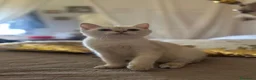 British gatti in vendita: Cuccioli di British TOP con pedigree  - Annuncio 6