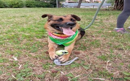 Meticcio cani in regalo: Russell, simil pastore tedesco!  a Provincia di Caserta - Immagine 4