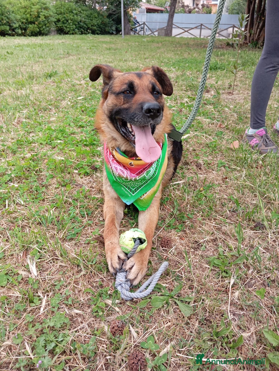 Meticcio cani in regalo: Russell, simil pastore tedesco!  a Provincia di Caserta - Immagine 4