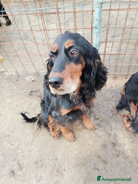 Setter Irlandese cani AVATAR e ASUKA splendide setter - Annuncio 2