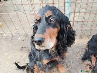Setter Irlandese cani AVATAR e ASUKA splendide setter - Annuncio 2