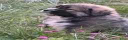 Pastore del Caucaso cani in vendita: Cucciole pastore del caucaso - Annuncio 5