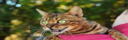 Bengala gatti in vendita: Cucciole Bengala con Pedigree alta genealogia a Provincia di Padova - Annuncio 5