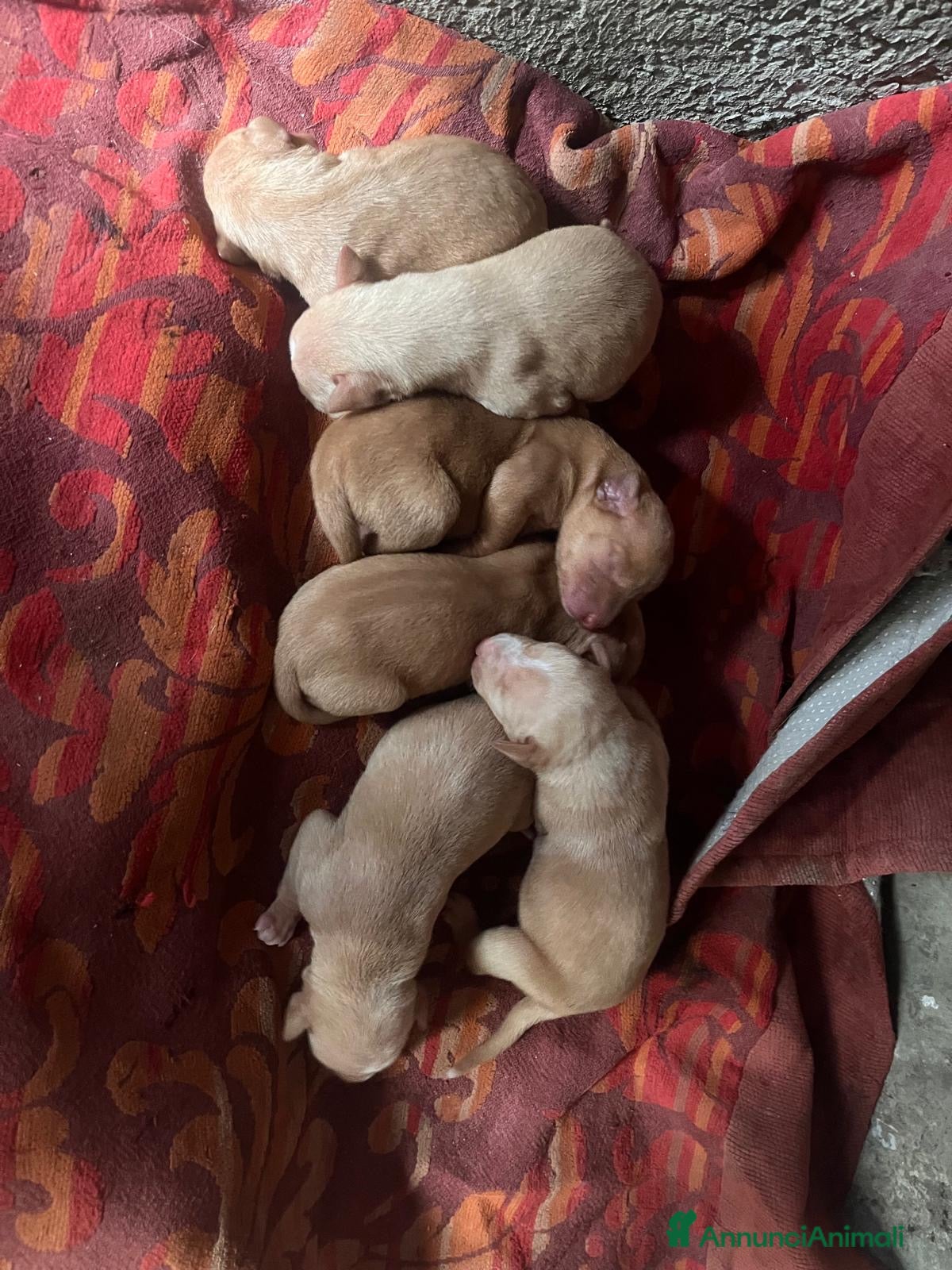 Cirneco dell'Etna cani Cuccioli cirnechi dell'Etna  - Annuncio 1