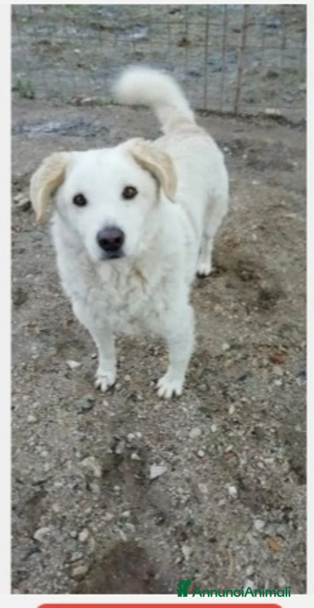 Meticcio cani in regalo: 3mesi mix Maremmani saliti a MODENA - Annuncio 2