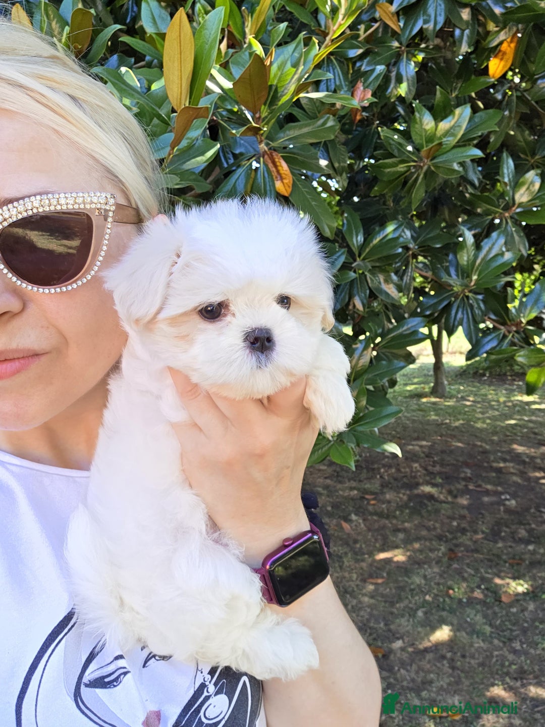 Maltese cani in vendita: Cuccioli di Maltese  a Provincia di Padova - Immagine 8