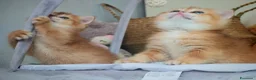 Scottish gatti in vendita: Straordinari Cuccioli Scottish - Annuncio 11