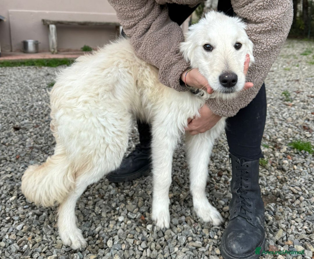 Meticcio cani in regalo: Lilly: 8 mesi, taglia media, socievole  - Annuncio 1