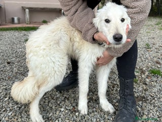 Meticcio cani Lilly: 8 mesi, taglia media, socievole - Annuncio 6