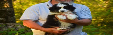 Australian Shepherd Cucciolo 3