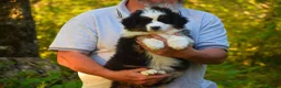 Australian Shepherd cani in vendita: Ultima cucciola di pastore australiano  - Annuncio 5