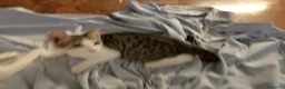 Meticcio gatti in regalo: Gattini  - Annuncio 10