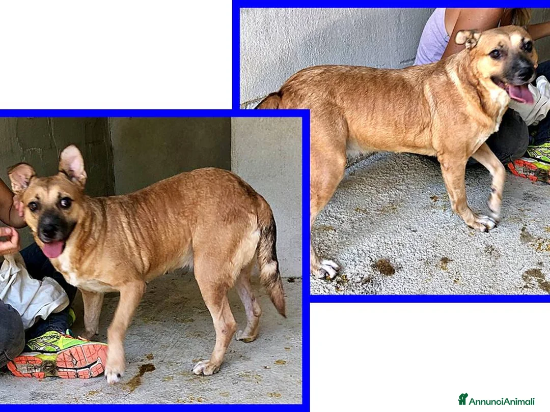 Meticcio cani in regalo: ORIANA dolce nonnina tg mediopicc. - Annuncio 6