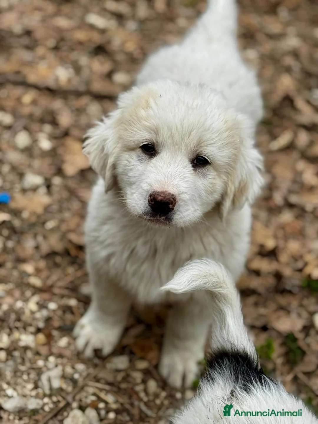 Meticcio cani in regalo: Babà taglia grande  a Provincia di Varese - Annuncio 4