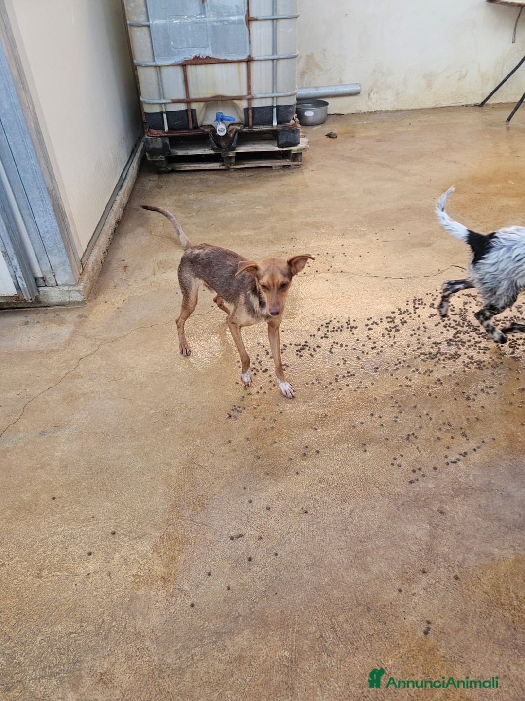 Meticcio cani in regalo: Lupo: cucciolotto taglia piccola socievole  a Città Metropolitana di Genova - Annuncio 5