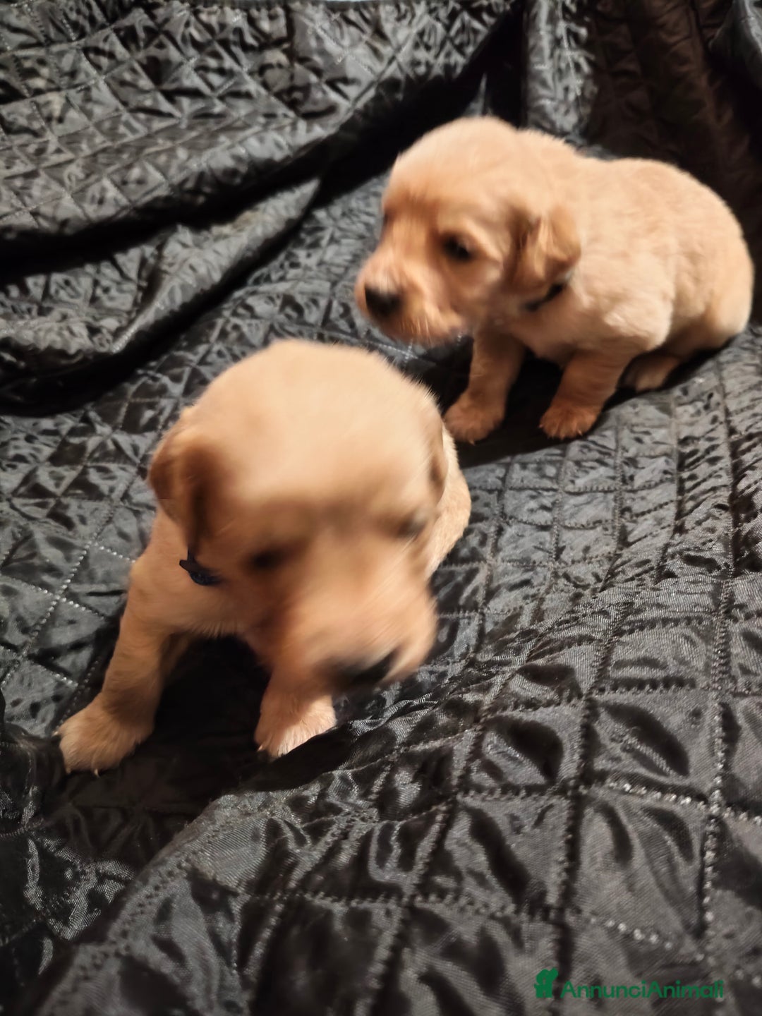 Golden Retriever cani in vendita: Golden retriever  - Annuncio 3