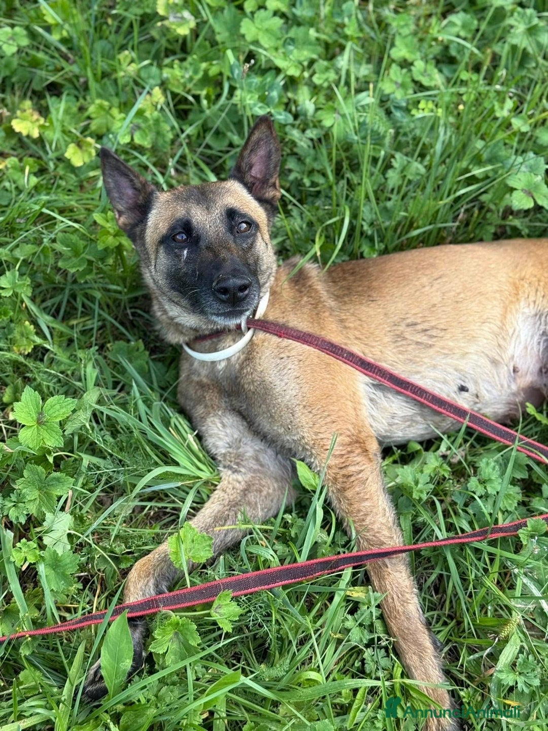 Pastore Belga cani in regalo: Splendidi PASTORI BELGA MALINOIS cercano famiglie! - Annuncio 14