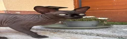Sphynx gatti per accoppiamento: Anoubi cerca fidanzata a Provincia di Pavia - Annuncio 5