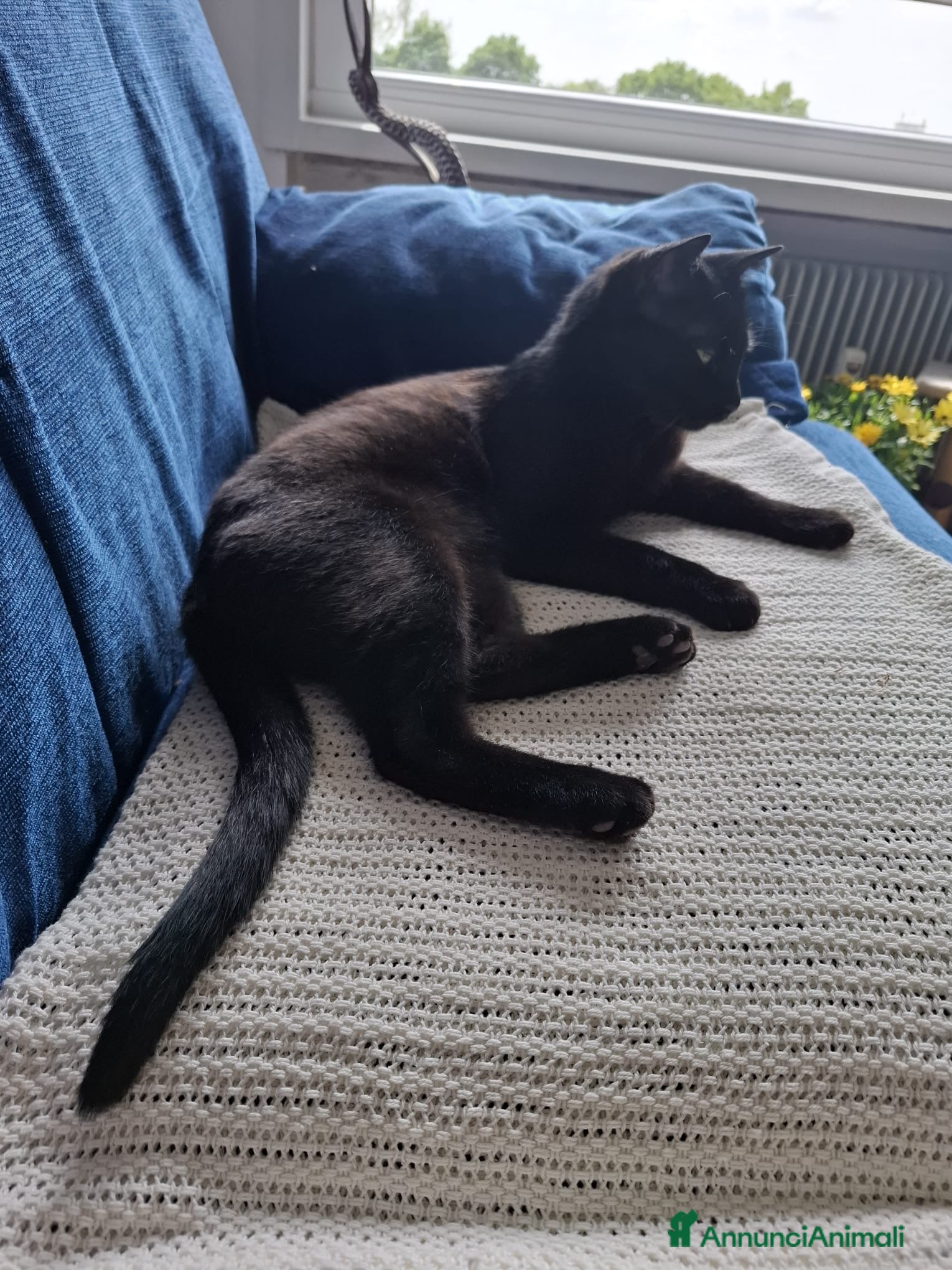 Europeo gatti gatto cucciolo 7 mesi cerca casa🖤 - Annuncio 3