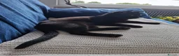 Europeo gatti in regalo: gatto cucciolo 7 mesi cerca casa🖤 - Annuncio 1