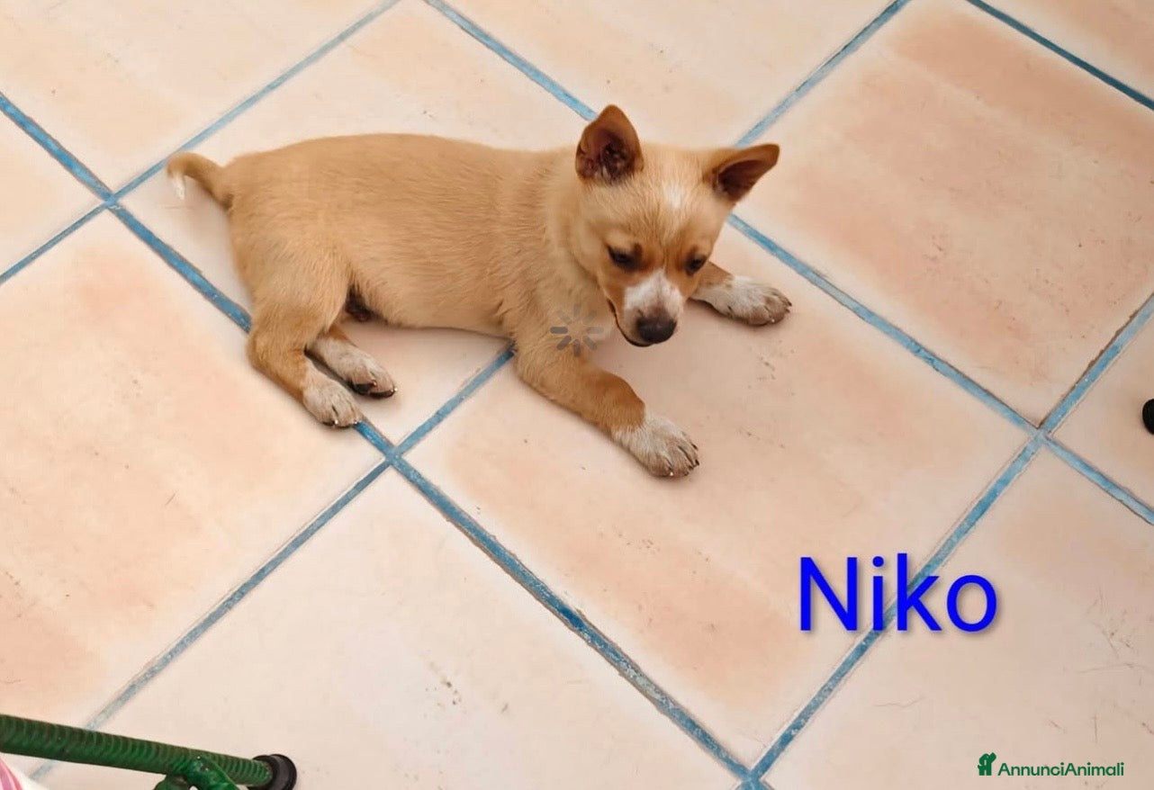 Meticcio cani Niko bellissimo cucciolo taglia piccola - Annuncio 1