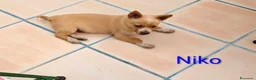 Meticcio cani in regalo: Niko bellissimo cucciolo taglia piccola a Città metropolitana di Milano - Annuncio 1