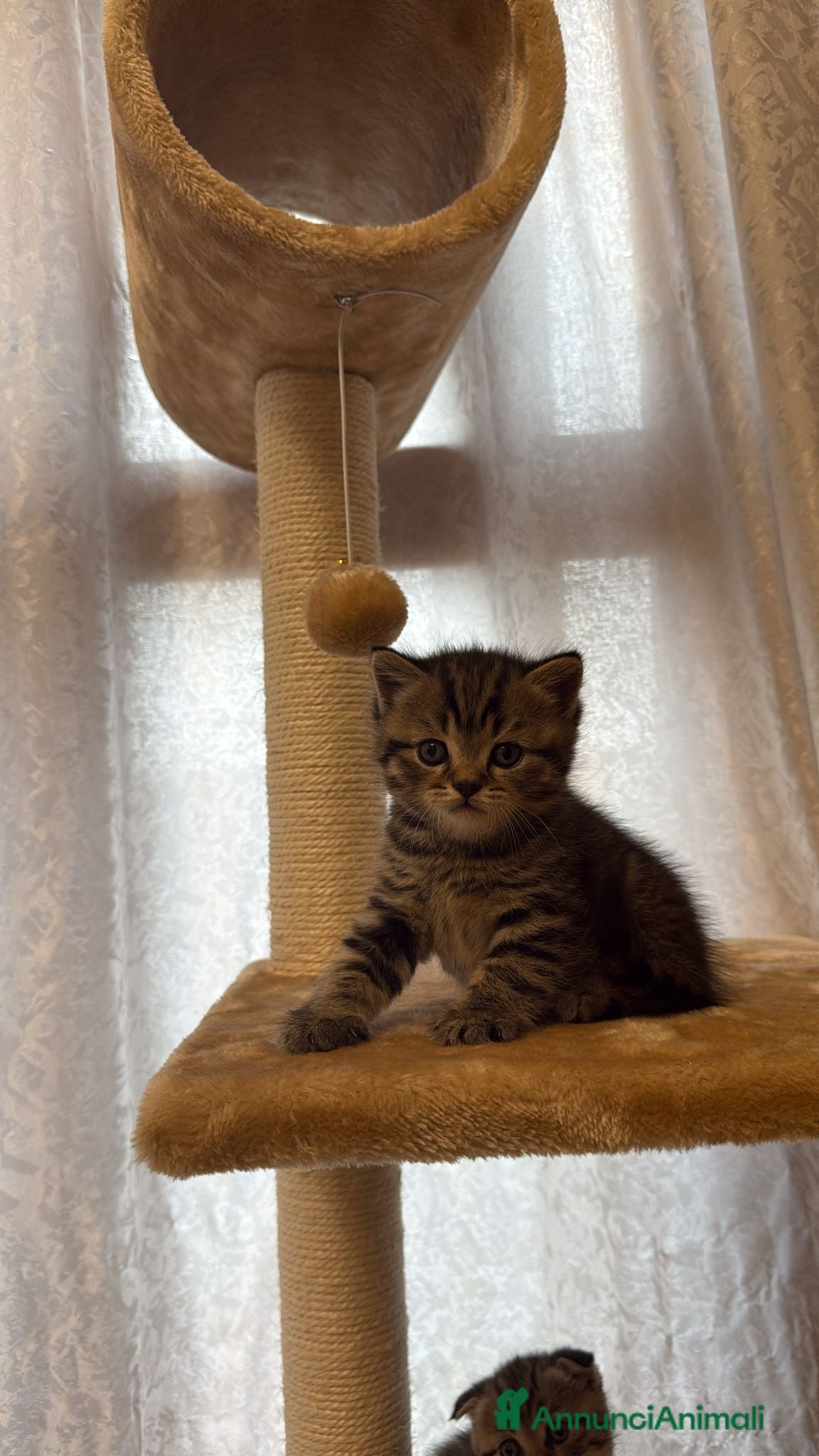 British gatti in vendita: British shorthair  - Annuncio 4