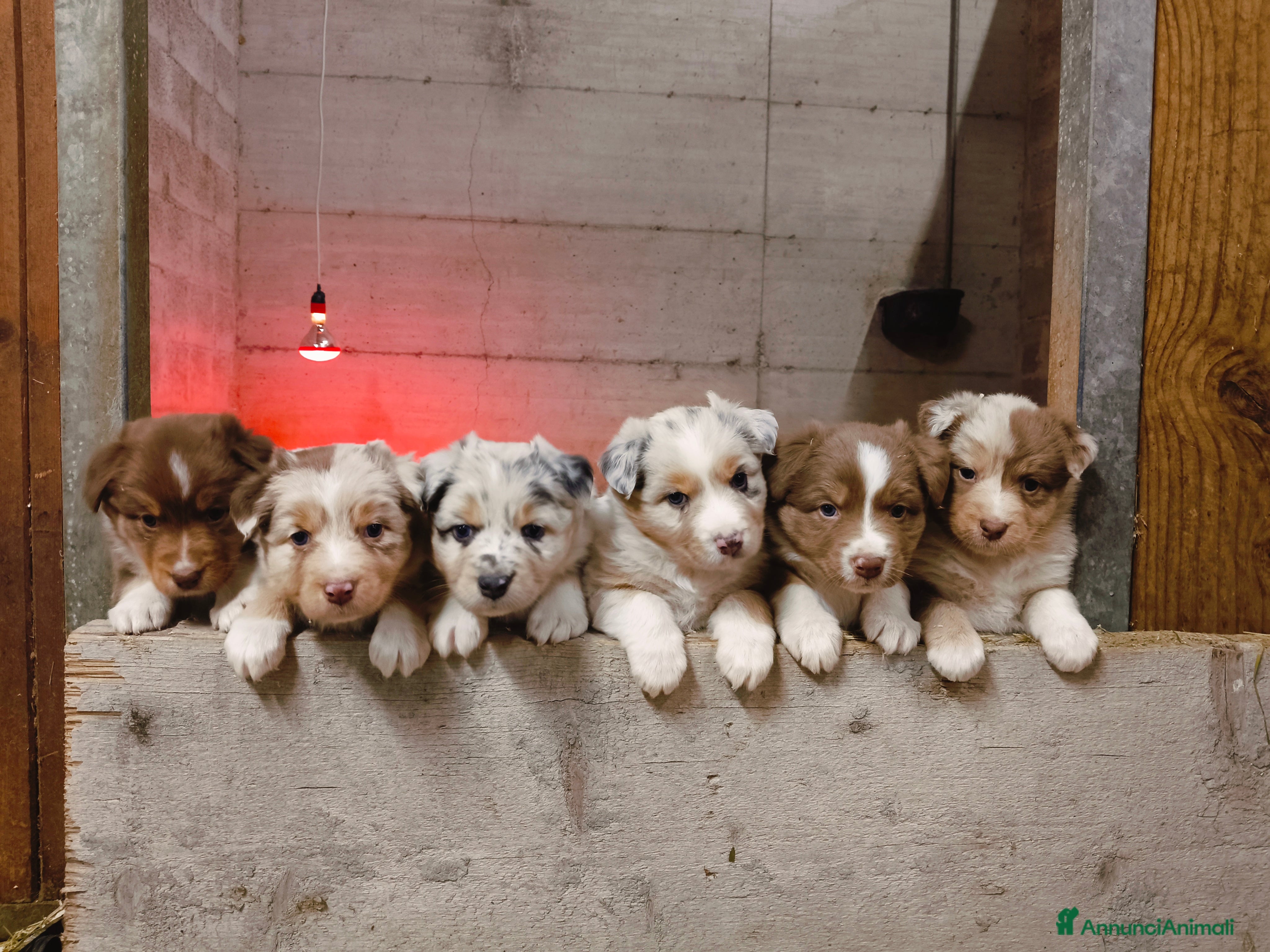 Australian Shepherd cani Cuccioli Australian Shepherd con pedigree  - Annuncio 18