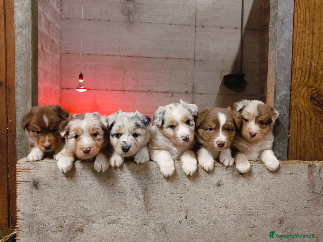 Australian Shepherd cani in vendita: Cuccioli Australian Shepherd con pedigree  - Annuncio 1