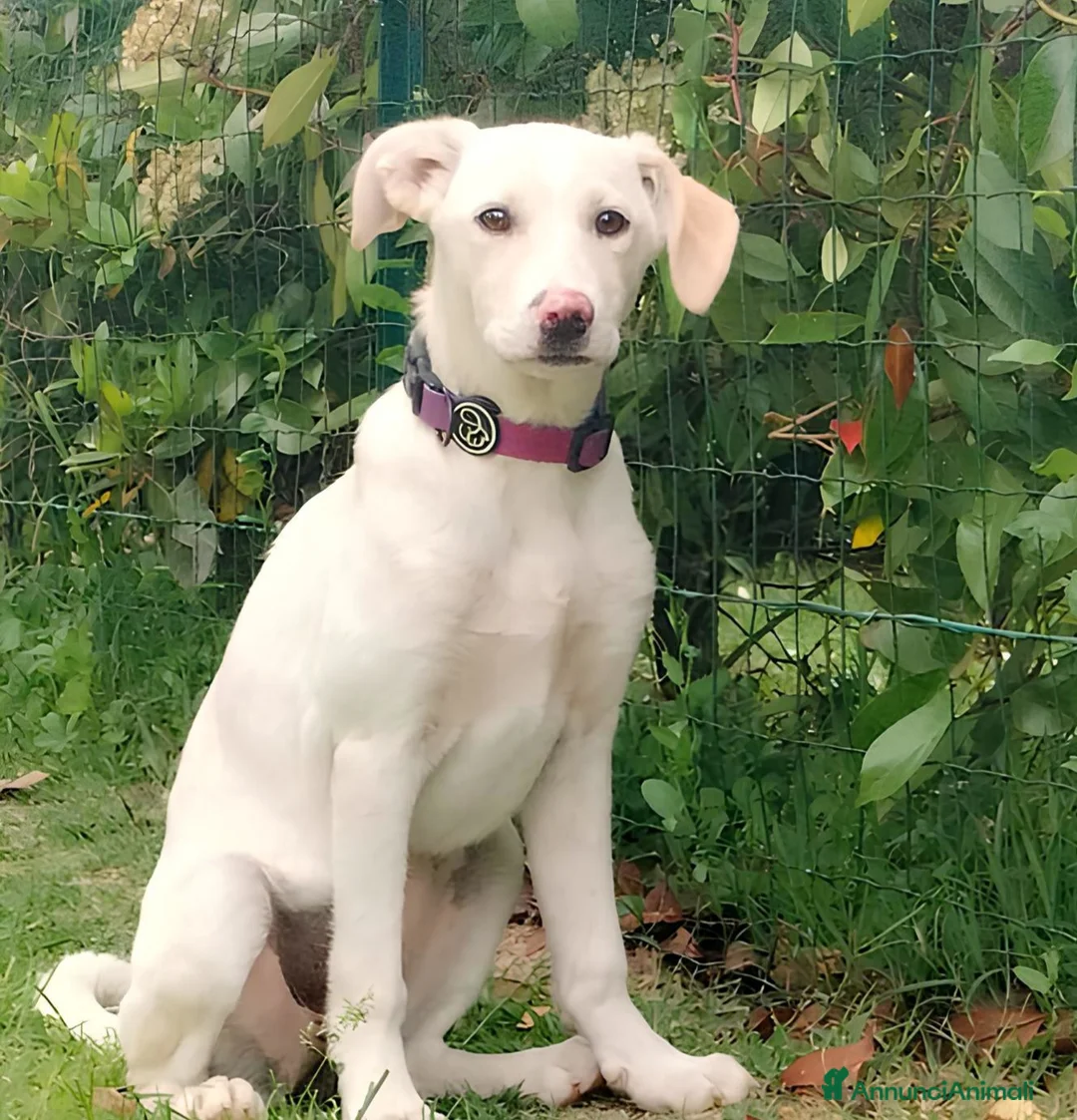 Meticcio cani in regalo: Flo cucciola di 4 mesi cerca casa - Annuncio 1