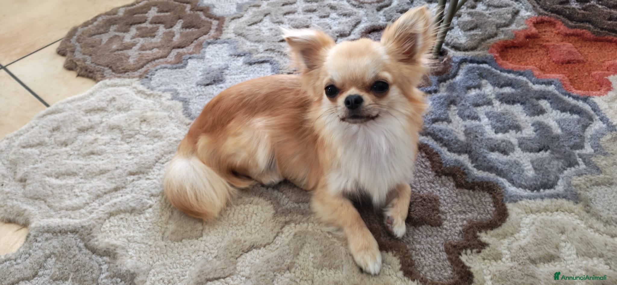 Chihuahua cani Chihuahua maschio cerca femmina per accoppiamento  - Annuncio 2