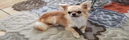 Chihuahua cani per accoppiamento: Chihuahua maschio cerca femmina per accoppiamento  a Provincia di Forlì-Cesena - Annuncio 1