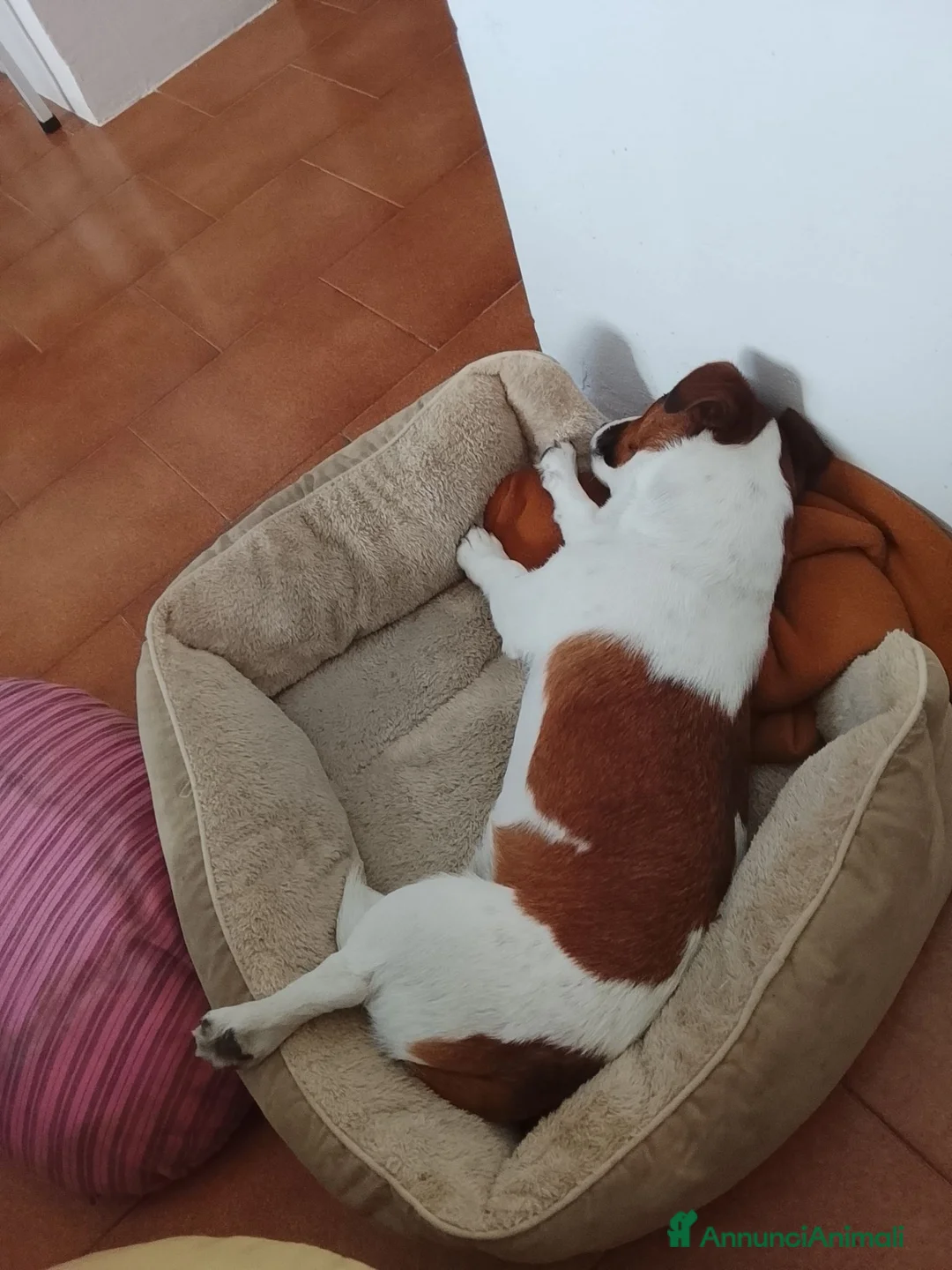 Jack Russell cani in vendita: Jack russel - Annuncio 3