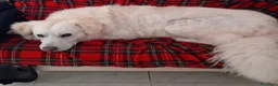 Meticcio cani in regalo: Fatima è tutto ciò che cerchi - Annuncio 8
