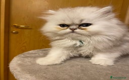 Persiano gatti in vendita: Gattine di due mesi di pura razza persiana a Provincia di Verona - Immagine 2