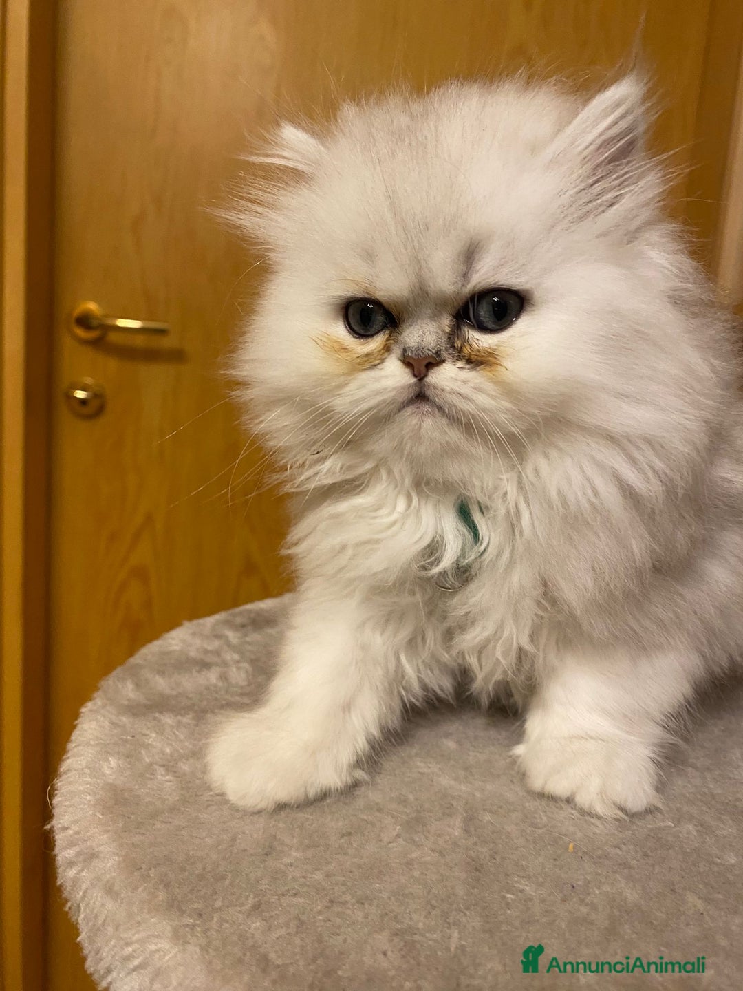 Persiano gatti in vendita: Gattine di due mesi di pura razza persiana a Provincia di Verona - Immagine 2