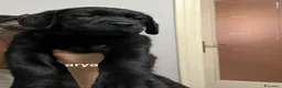 Labrador cani in vendita: Cucciolata labrador neri - Annuncio 8
