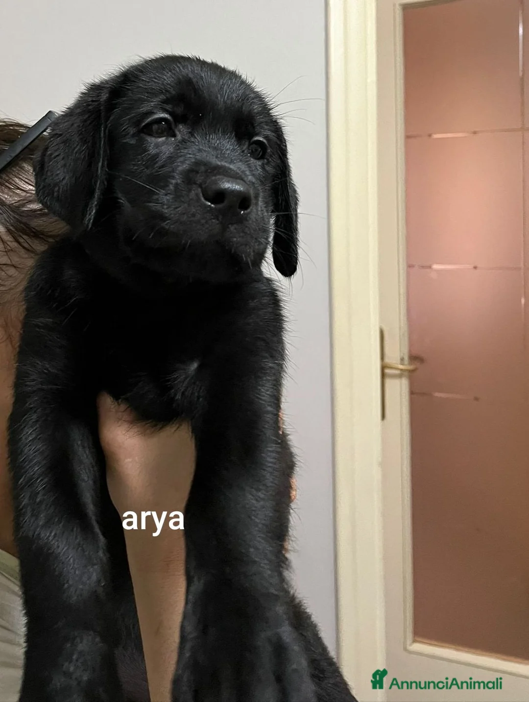 Labrador cani in vendita: Cucciolata labrador neri - Annuncio 8
