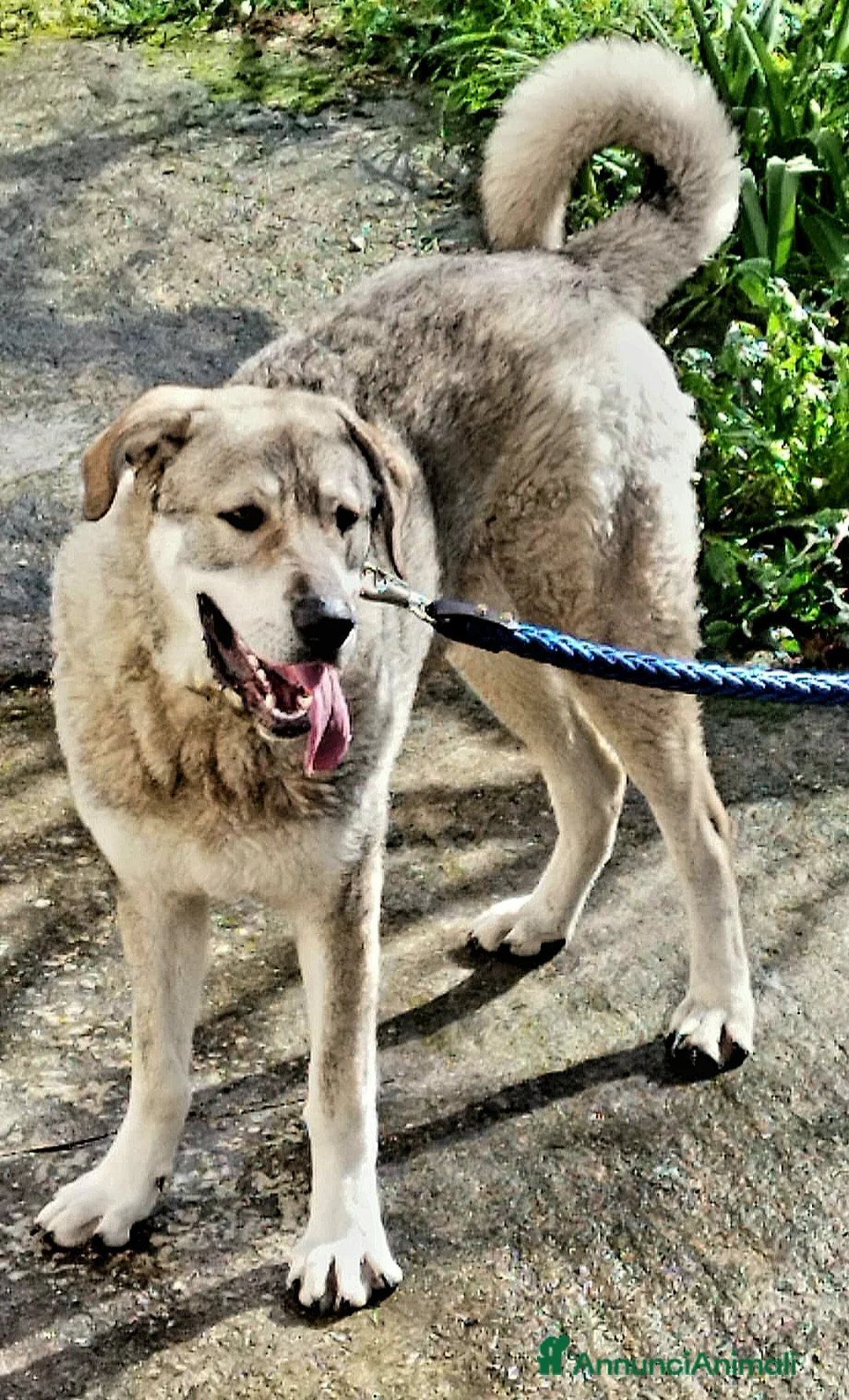 Meticcio cani in regalo: CUCCIOLONE BALOO  - Annuncio 2