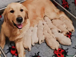 Golden Retriever cani GOLDEN RETRIEVER CON PEDIGREE ENCI - Annuncio 31