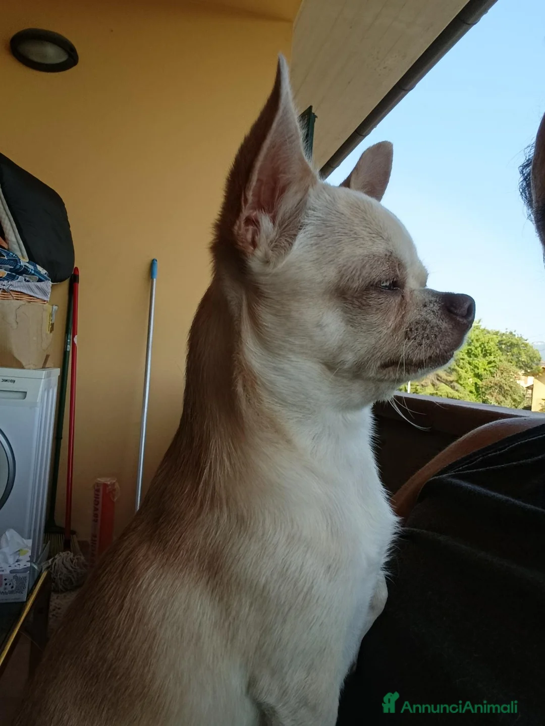 Chihuahua cani per accoppiamento: Chicco cerca cagnolina - Annuncio 5
