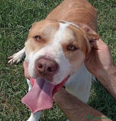 Pitbull cani Flo meraviglioso pitbull in canile – adottami a Provincia di Latina - Annuncio 2
