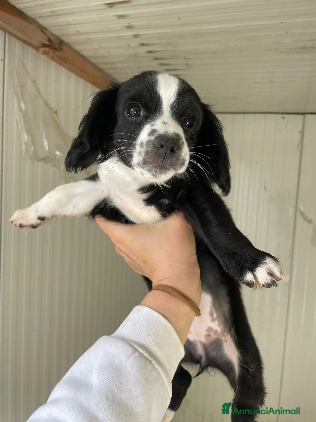 Meticcio cani in regalo: ZOE e MAYA - Annuncio 15