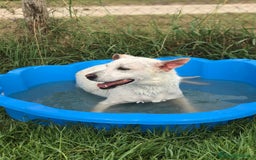 Meticcio cani in regalo: TILLA a Provincia di Latina - Immagine 3