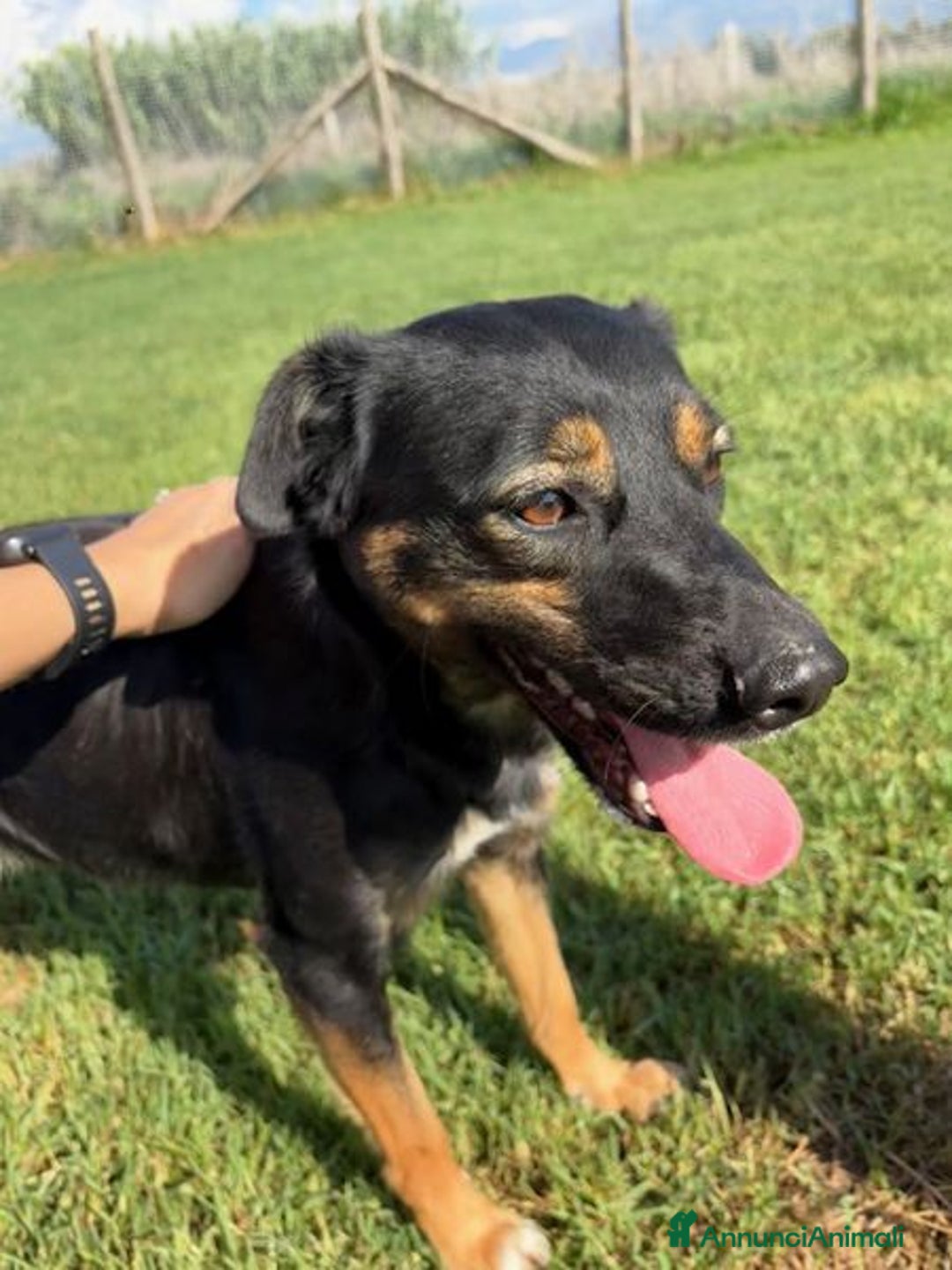 Meticcio cani in regalo: Tac, giovanissima, piccola e dolce - Annuncio 5